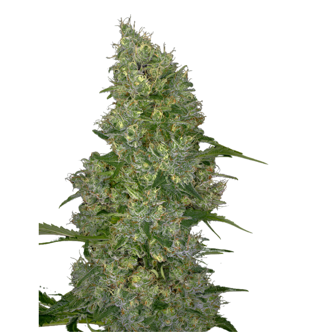 Legend OG - USA Originals - feminized