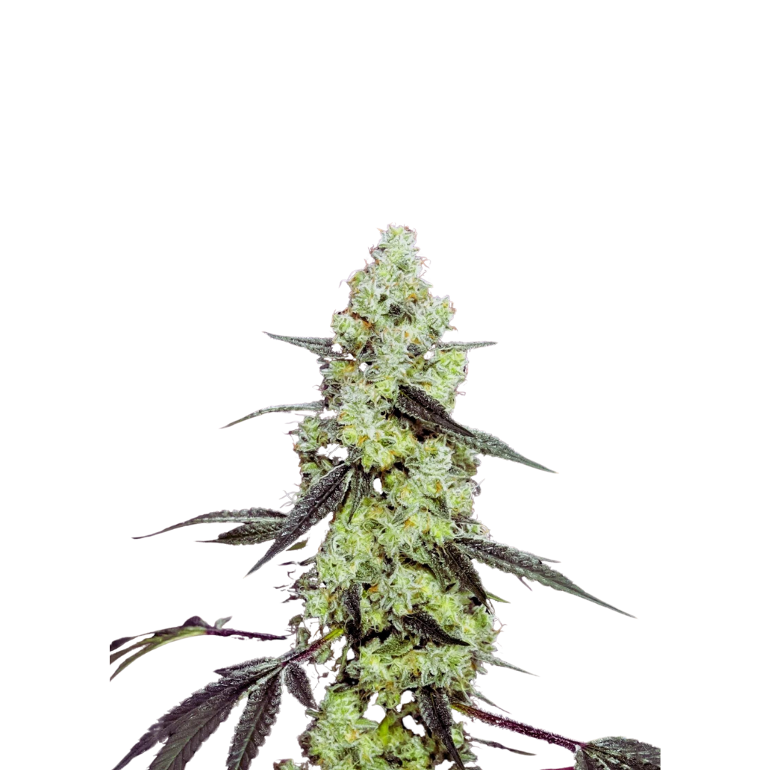 Lemon Thai - feminized