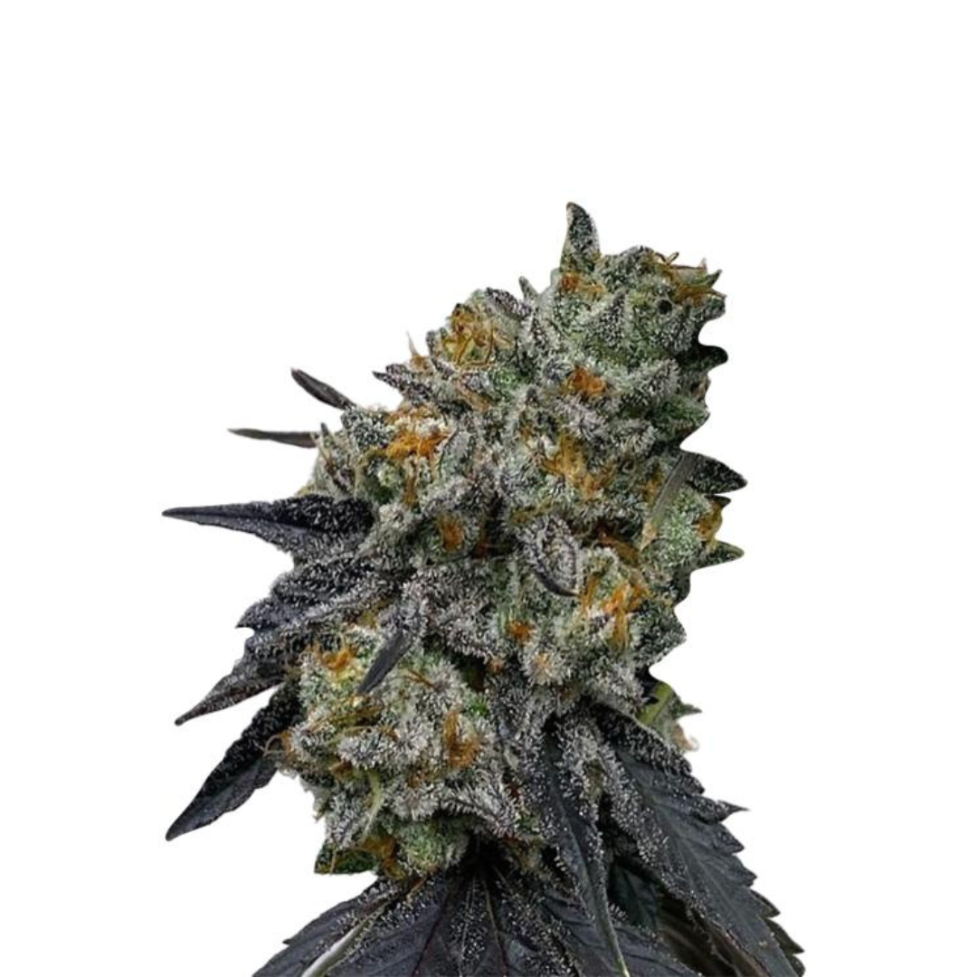 Mandarine - USA Originals - Autoflower