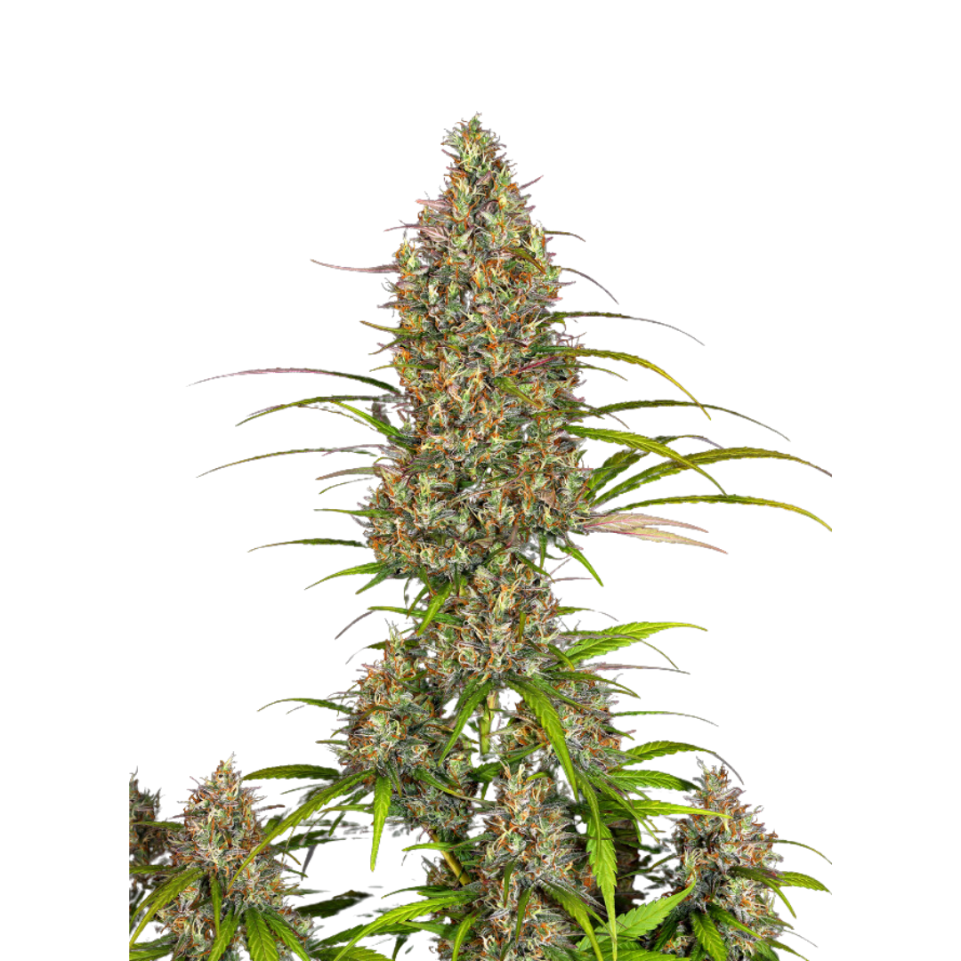 Mango Haze - feminized