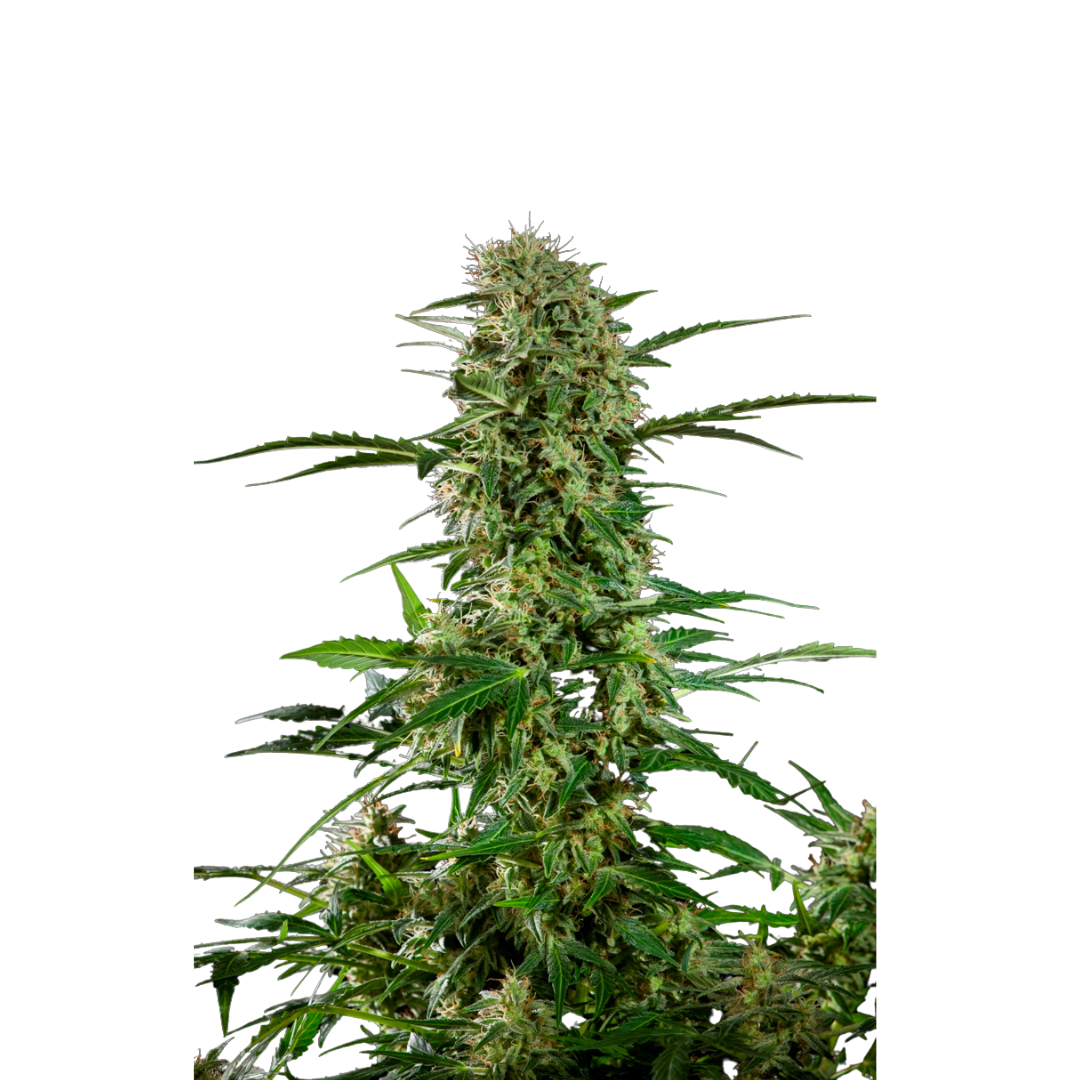 Moby Dick - Autoflowering