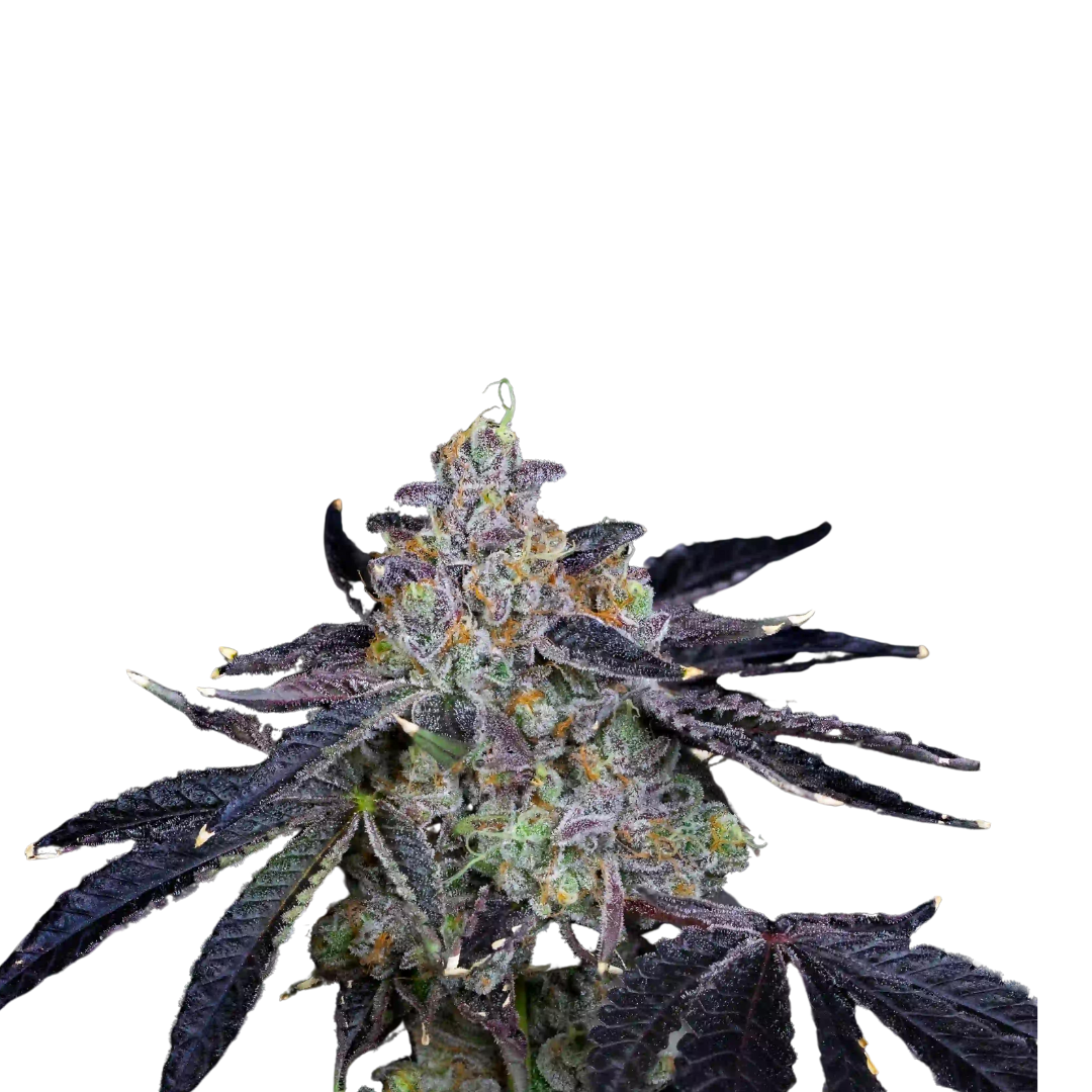 Moonbean - USA Originals - feminized