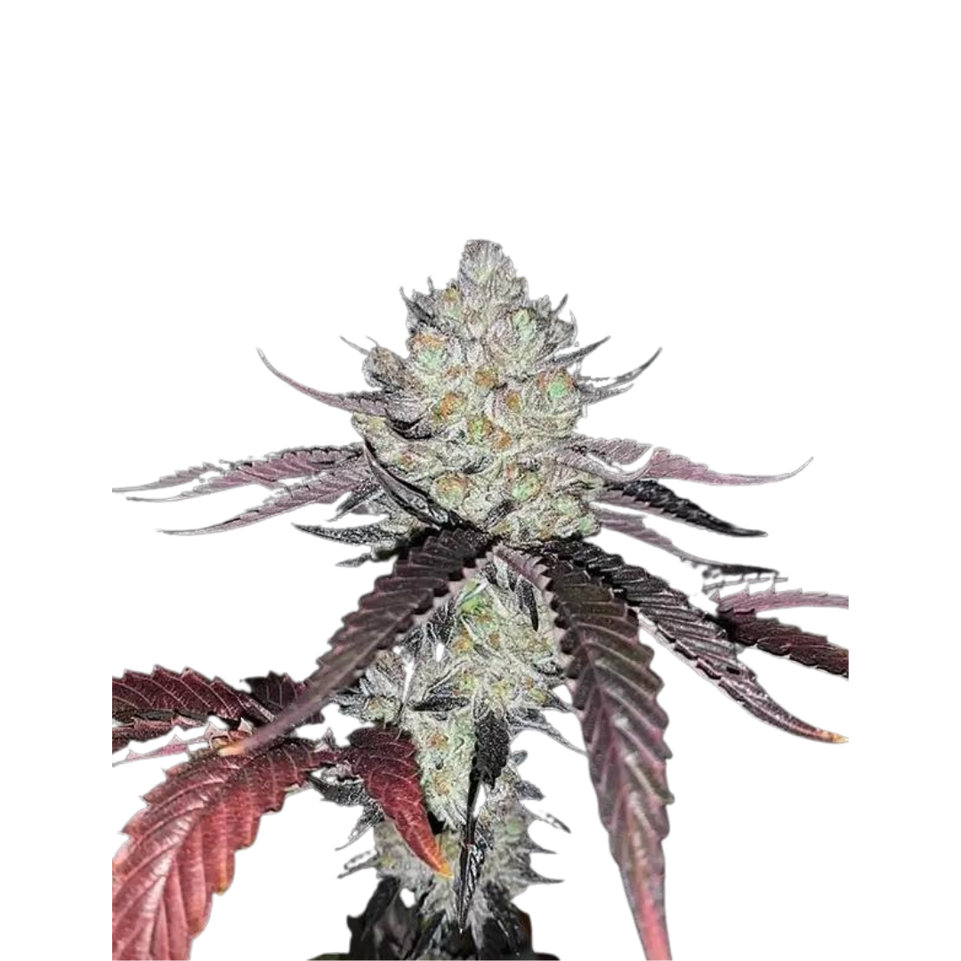 Motorbreath - USA Originals - feminized