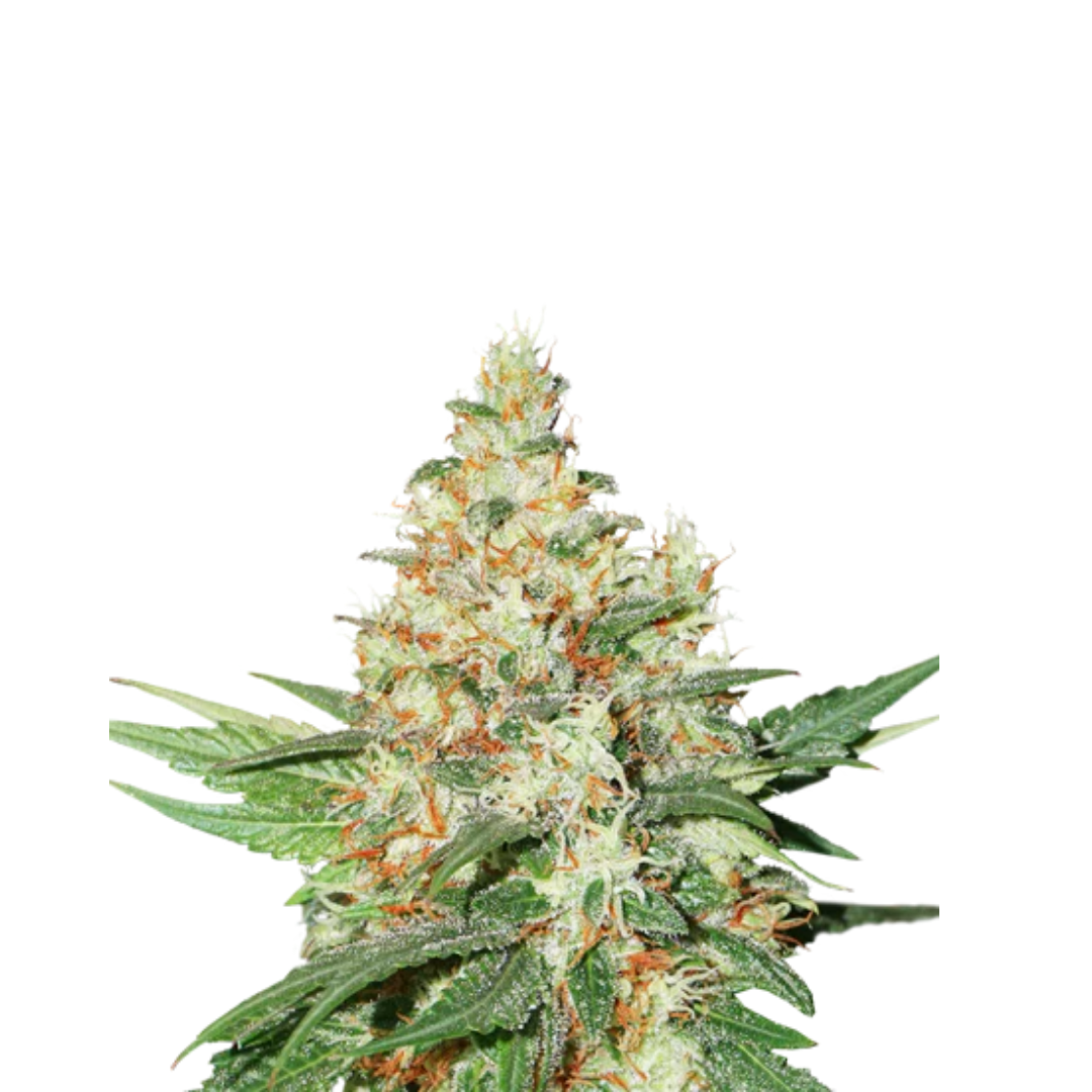 NY Diesel - feminized