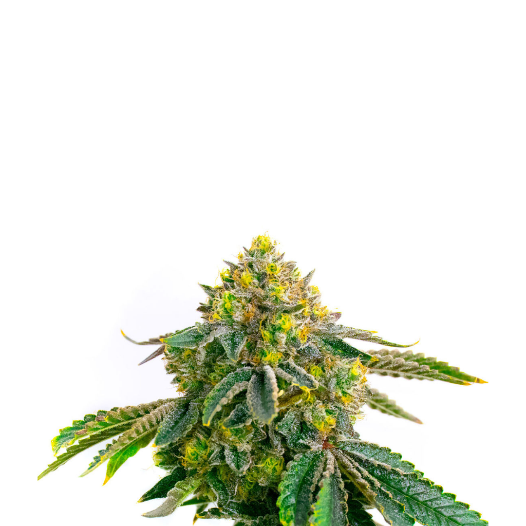 Gorilla - USA Originals - feminized