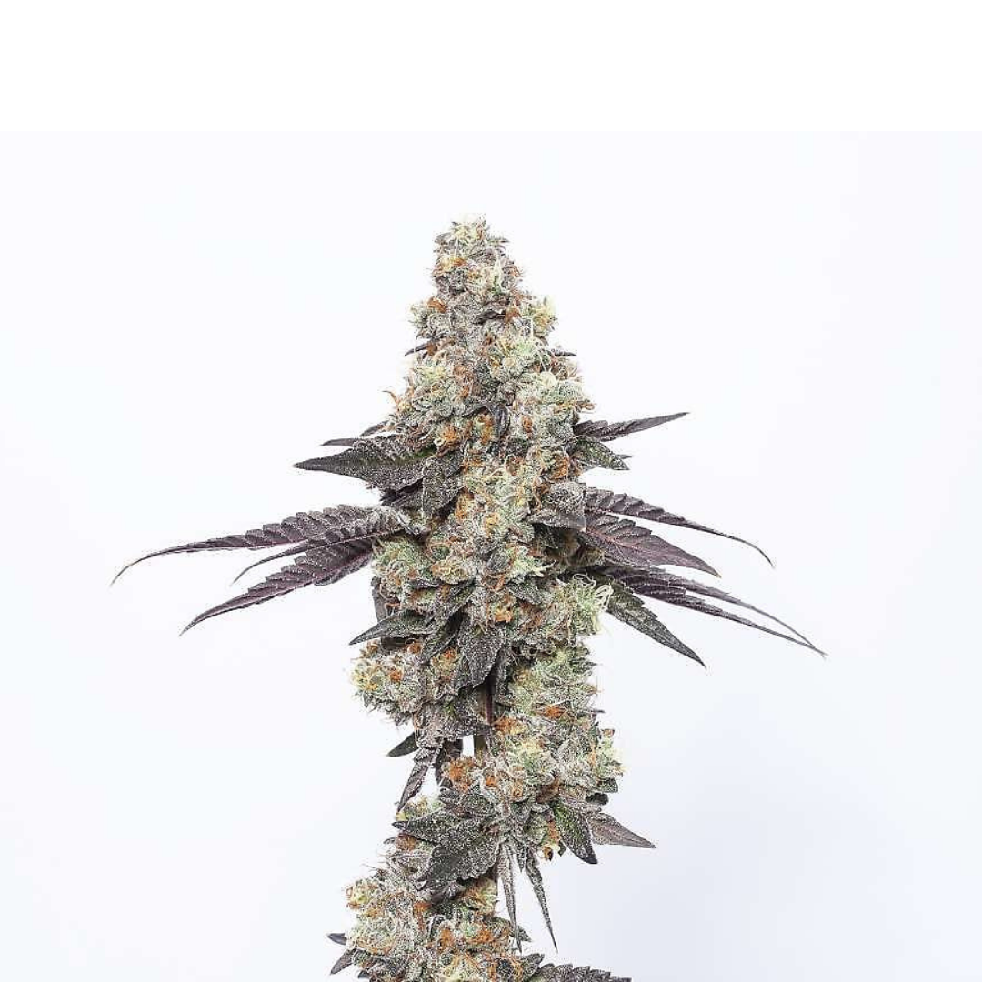 Pineapple Punch - feminized