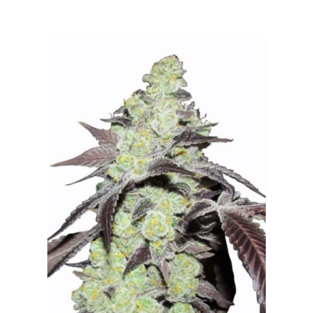 Purple Kush - feminisiert