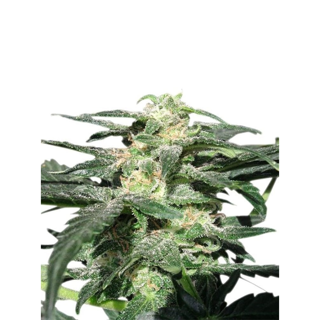 Purple Punch - USA Originals - Autoflowering