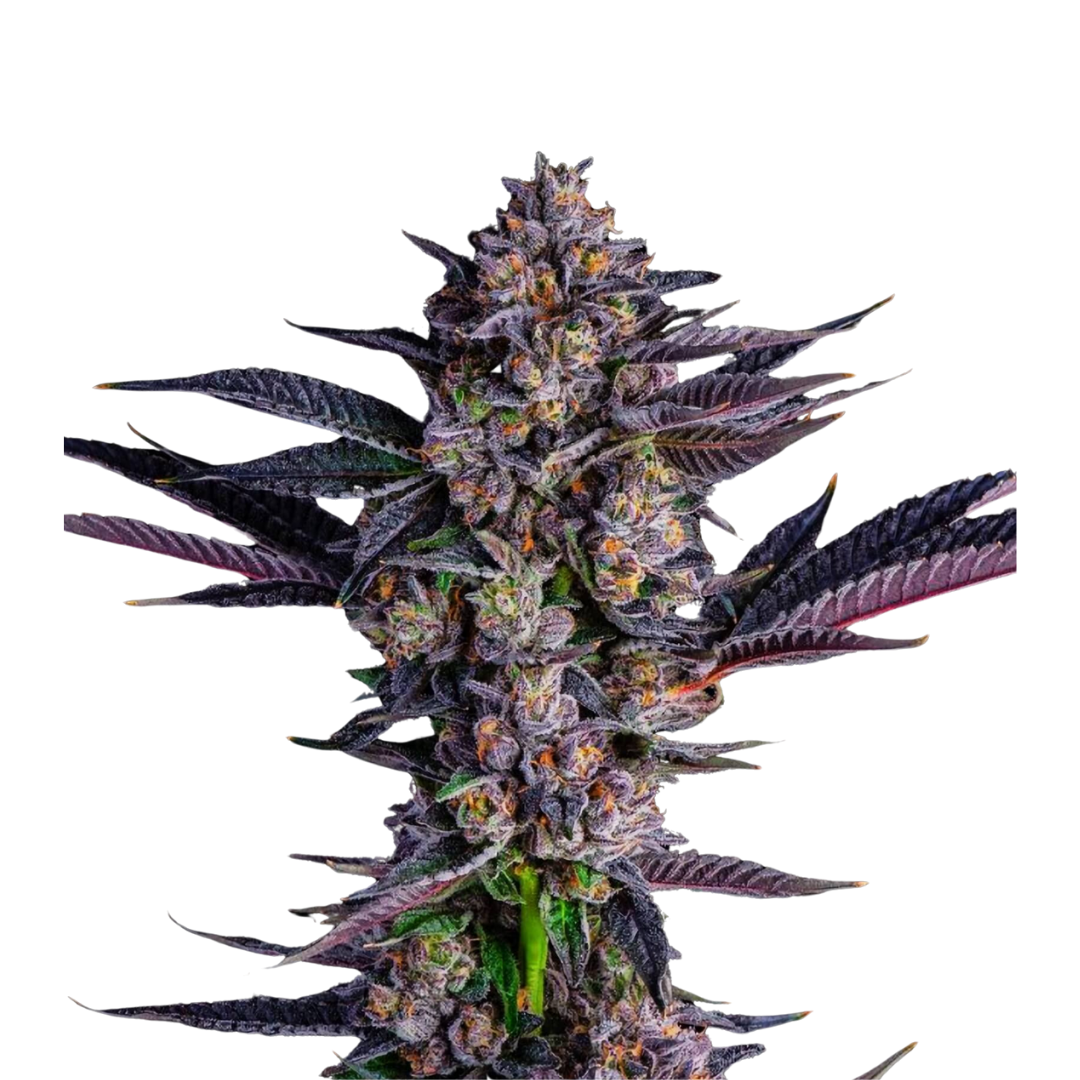 Purple Punch - Feminisiert