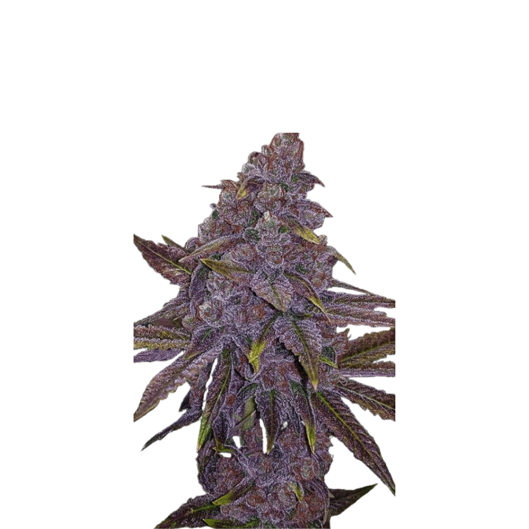 Purple Sherbet - feminized