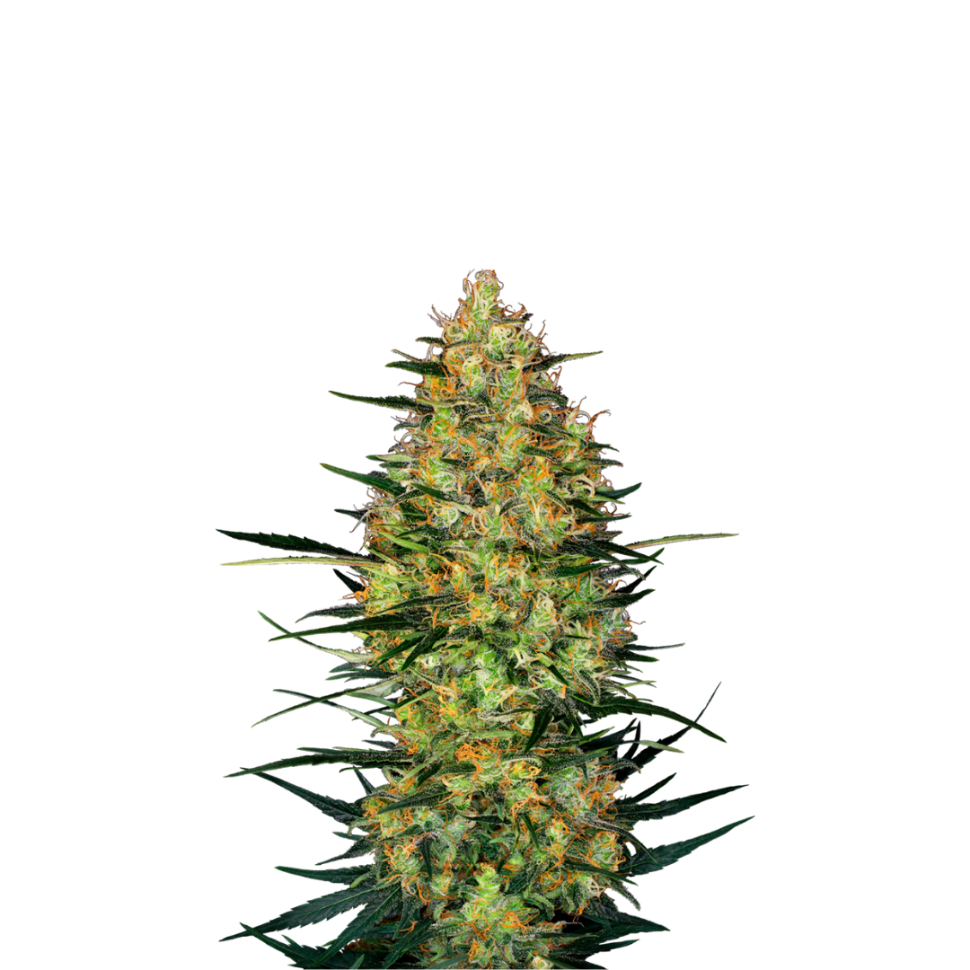 Critical Kush - feminized