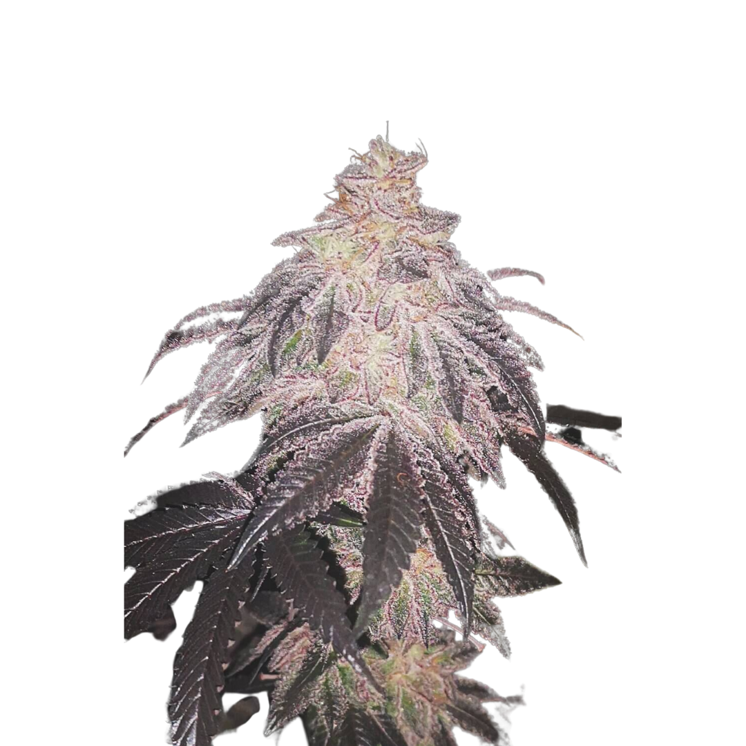 Reina Madre - feminized