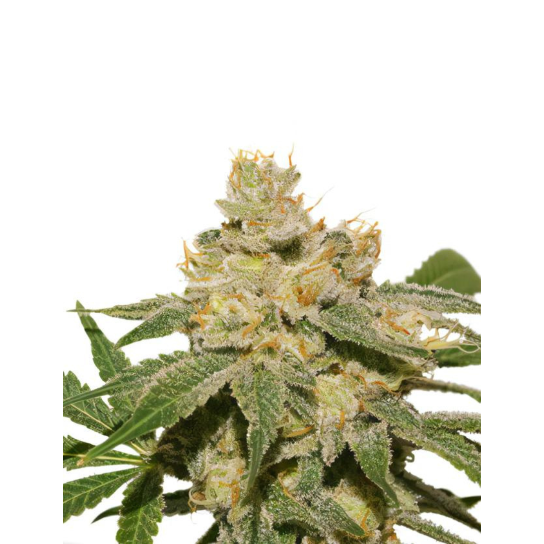 Skittlez - USA Originals - feminized