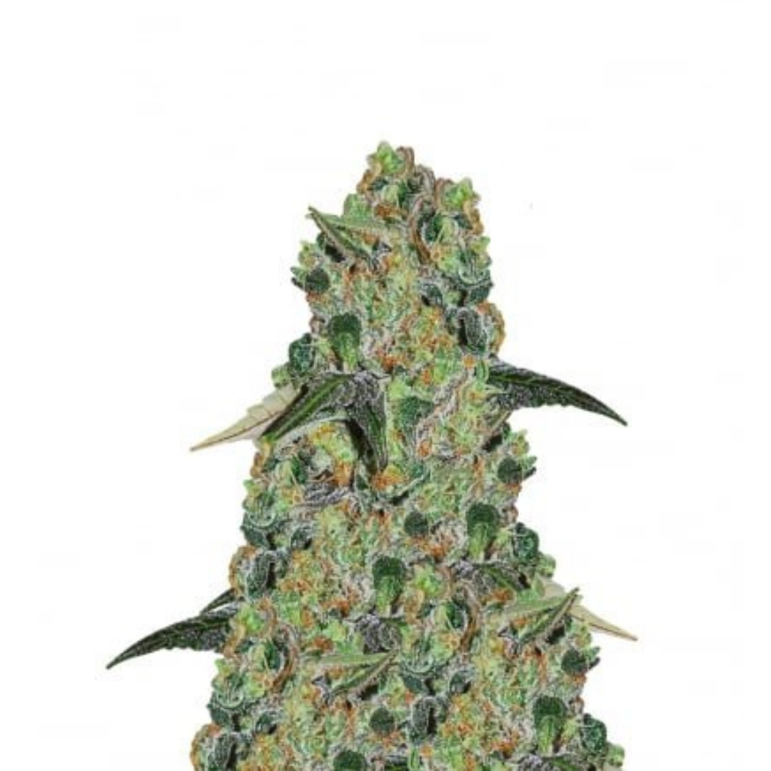 Somango - feminized