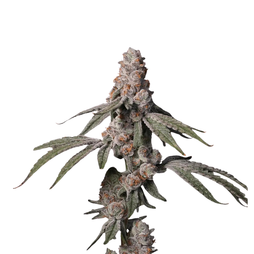 Sour Diesel - feminized