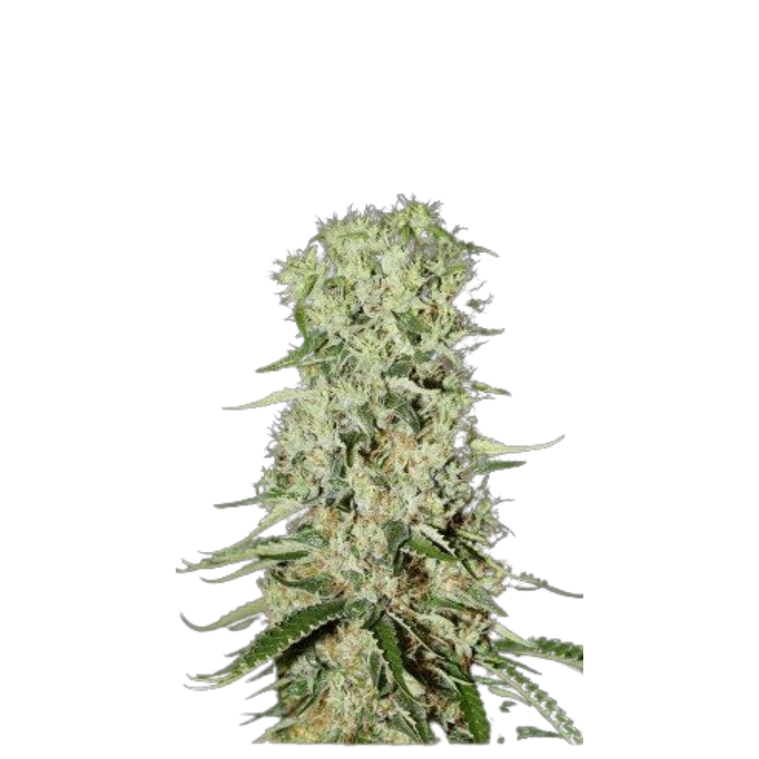 Strawberry - feminized