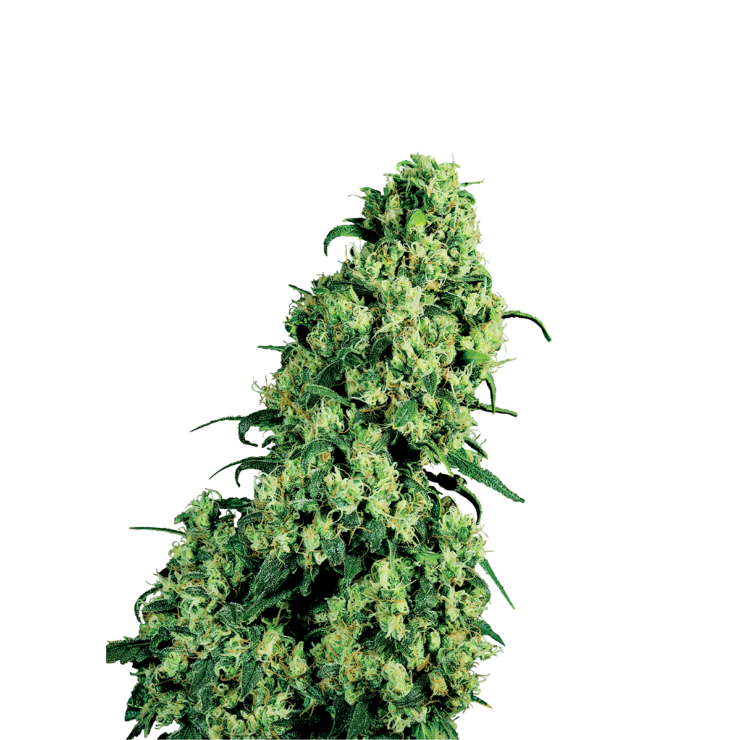 Strawberry Glue - USA Originals - feminized