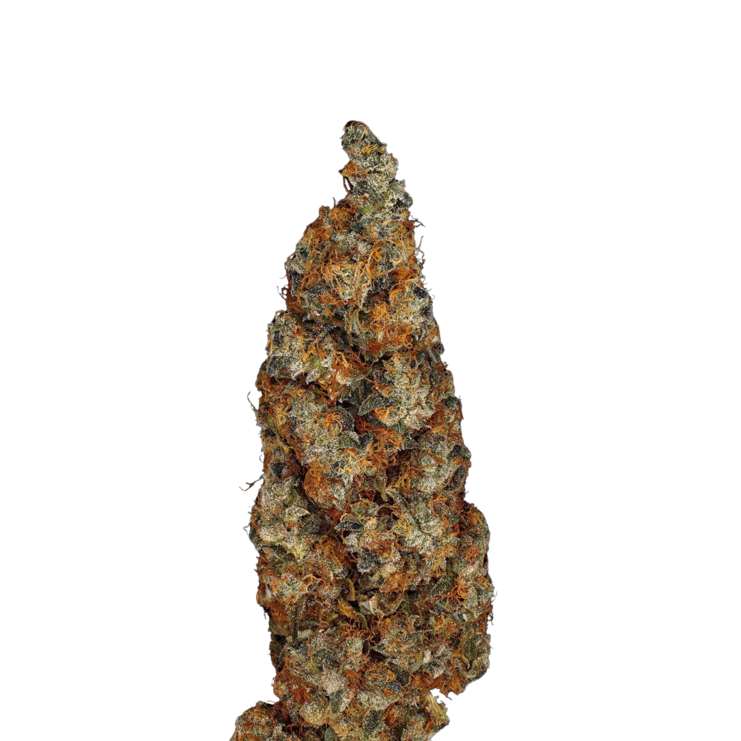 Sunset Chocolate - USA Originals - feminized