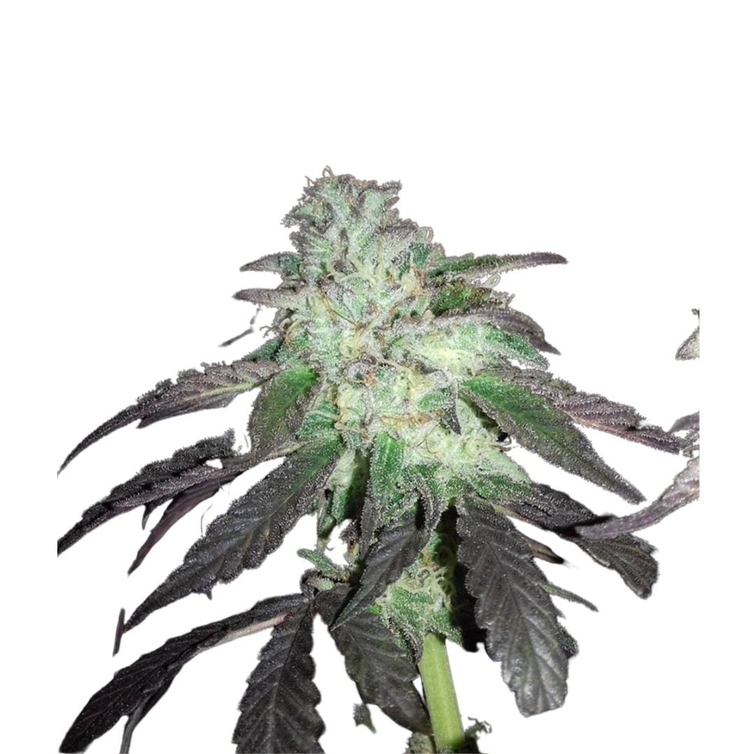 Super Diesel - Originales de EE. UU. - Autofloreciente