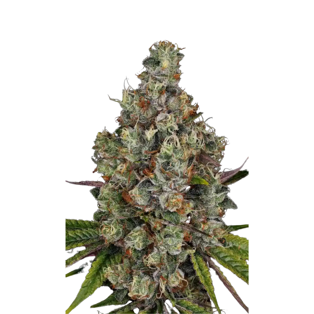 Triangle Platinum - USA Originals - feminized