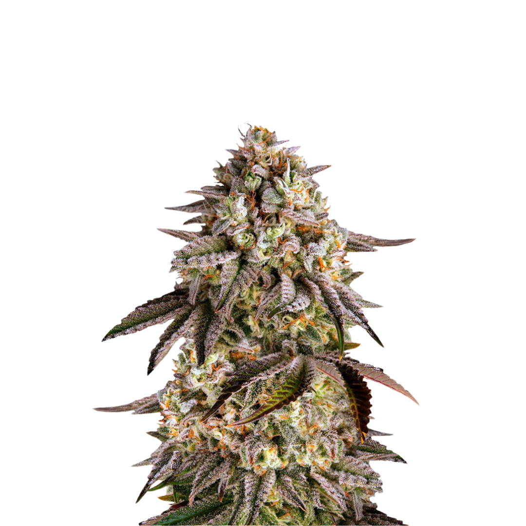 Tropicana Glue - feminized