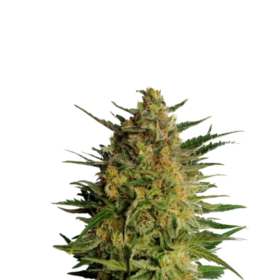 Tropicana Runtz - USA Originals - Autoflower