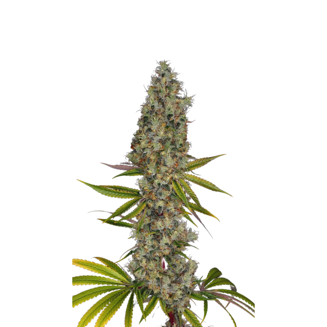 Tropicana Cookies - USA Originals - feminisiert