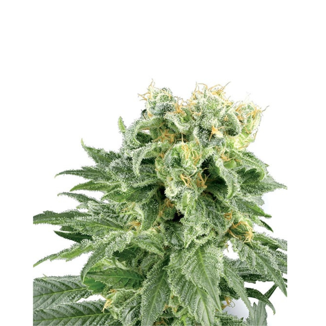 Tutti Frutti - Autoflowering