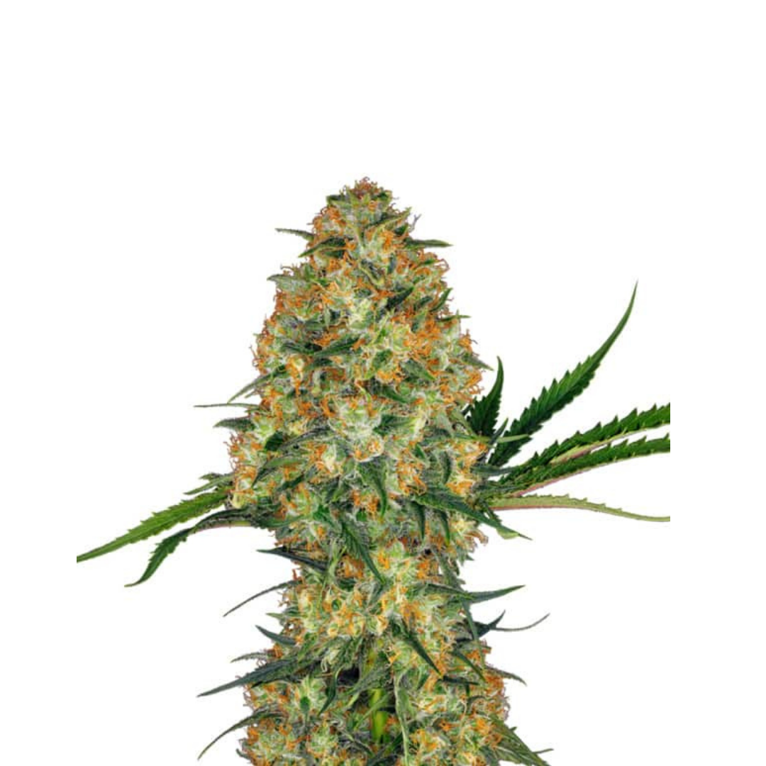 Watermelon - USA Originals - feminized