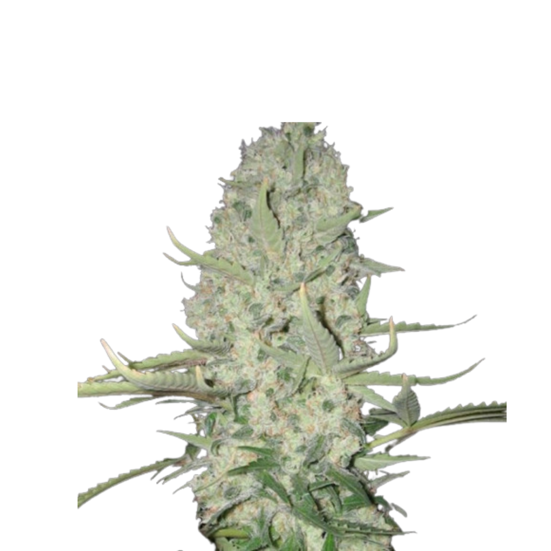 White Widow - feminized