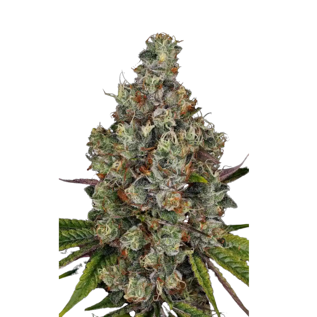 Zkittles - USA Originals - feminized