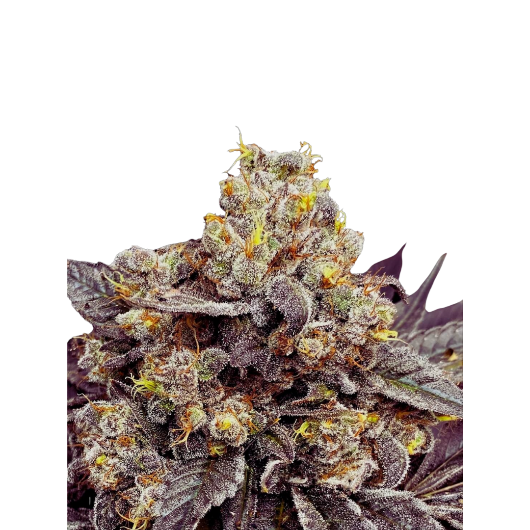 Zkittlez - feminized